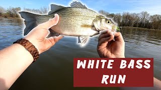 Maumee River White Bass Run [upl. by Halilahk]