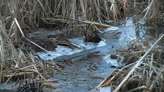 Foraging Edible Plants  Cattail Roots in Ice  Wild Food [upl. by Maurine]