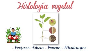 Histología vegetal [upl. by Samantha]