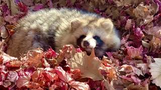 Raccoon dog cute video in Japan Autumn leaves Tanuki Baby fight menace bark food [upl. by Calan]