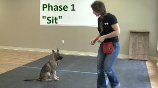 How to Train a Dog to quotSitquot K91com [upl. by Teloiv]