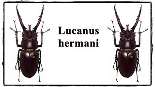 Lucanus hermani  Präparation  Mounting [upl. by Adigun]