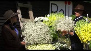 Gypsophila Culture amp Tips [upl. by Adihahs484]