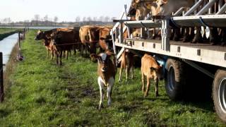 Boer Bart  Melken met Boer Sietze [upl. by Schoenberg]