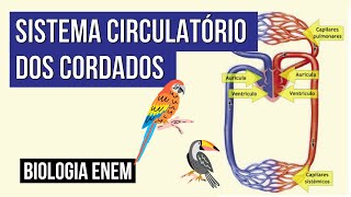 SISTEMA CIRCULATÓRIO DOS CORDADOS  Biologia para o Enem  Cláudia de Souza Aguiar [upl. by Anehta]