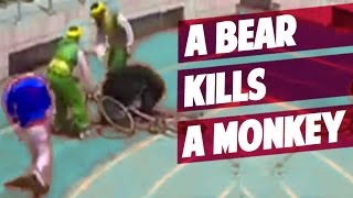 CHINA a Bear kills a Monkey in Bicycle Race in a ZOO [upl. by Ralston]