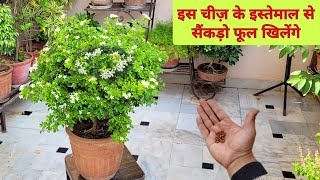 हर 15 दिन मे इस चीज़ को डालने से सैंकड़ो फूल खिलेंगे Madhkamini plant fertilizer  Murraya plant care [upl. by Yreffej]