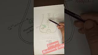 Reserpine mechanism of action  adrenergic antagonistic drug  pharmacology pharmacy [upl. by Asilahs]