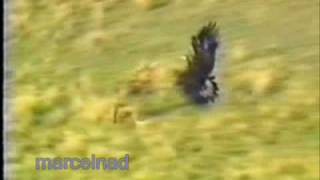 hunting wolves with a golden eagle in Mongolia KazajstánKy [upl. by Aicia]