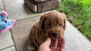 Meet Pluto The Mini Labradoodle Puppy [upl. by Eaj]