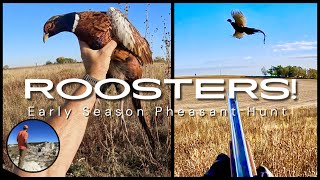 AWESOME Pheasant Hunt Early Season Roosters [upl. by Grider344]