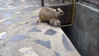 Hyrax and baby hyrax [upl. by Trotter]