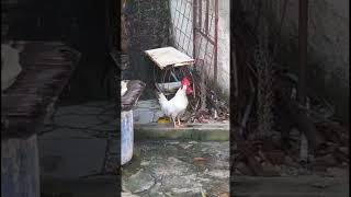 La mascota de el ZURDO 911 ardilla bird humor paloma limon lagua galante pollo frankietv [upl. by Sontag]