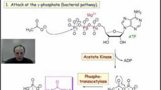 Acetyl CoA Natures Acetylating Agent [upl. by Ulu]