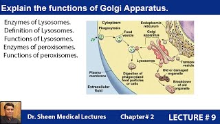 Explain the functions of Golgi Apparatus CH 2 LEC 9 [upl. by Elleynad]