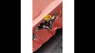 Many Feared Killed As 40feet Containers Fall On Cars In Lagos Video [upl. by Eiznil]