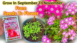 Phlox star Plant From Seeds To Flower Update  How To Grow Phlox plant [upl. by Araid]