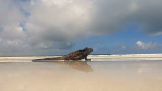 Marine Iguanas Galapagos photography tour [upl. by Yednarb]