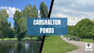 Carshalton Ponds  Sutton  water fall  UK  4K [upl. by Swetlana]