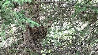 GROUSE HUNTING WITH SLINGSHOT [upl. by Sluiter577]