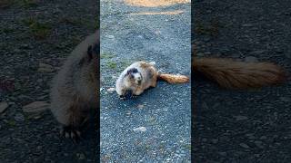 Hoary Marmot in The Yukon marmot groundhog wildlife nature naturelovers yukon canada outdoor [upl. by Ahsieki]