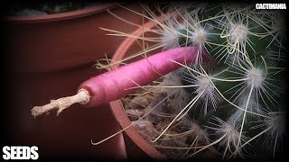 Harvesting Mammillaria Cactus Seeds  Fruit Taste Test [upl. by Dubois]