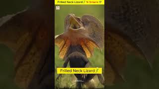 Frilled Neck Lizard🦎 কি বিপজ্জনক  shorts science [upl. by Box]