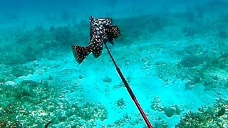 Spearfishing Rare Marbled Grouper  Bahamas Part 2 Teds HoldOver [upl. by Hightower]