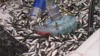 Sitka Herring Fishery [upl. by Aklam317]