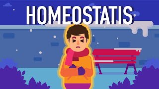 What is Homeostasis [upl. by Osicnarf]