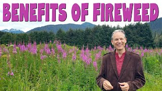 9 Amazing benefits of FIREWEED TEA aka Rosebay willowherb amp Ivan chai [upl. by Lynd]