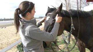 How to Bridle a Horse [upl. by Onairelav]