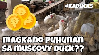 EP108  MUSCOVY DUCK BUSINESS MAGKANO PUHUNAN SA BIBE Kaducks [upl. by Saleem]