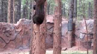 Tree climbing baby bears [upl. by Dixie379]