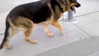 German Shepherd Dog Third Degree Anterior Cranial Cruciate Ligament Tear 1 of 8 [upl. by Livia]