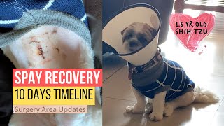 Shih Tzu Spay Surgery Recovery  Surgery Area Updates  15 Year Old [upl. by Aicilihp]