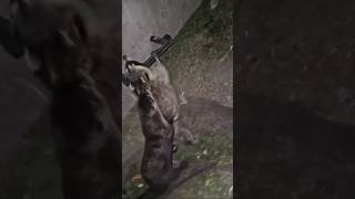 Otter Attacking a Raccoon So Cool [upl. by Esinahs628]