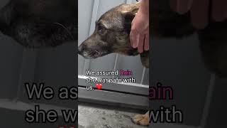 Abandoned GermanShepherd cries like a humanfull video wwwHopeForPawsorg ❤️ dogs rescue love [upl. by Nolyarb]