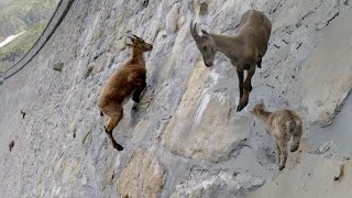 CloseUp of Alpine Ibex Climbing Vertical Walls Defying Gravity [upl. by Anaidni]