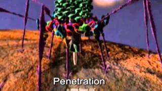 Infection by a bacteriophage T4 [upl. by Comstock]