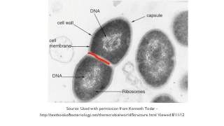 12 Application Prokaryotes divide by binary fission [upl. by Cerelly525]