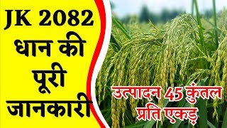 JK 2082 धान की पूरी जानकारी उत्पादन 45 कुंतल प्रति एकड़  dhan ki top variety 2024  jk 2082 dhan [upl. by Intirb]