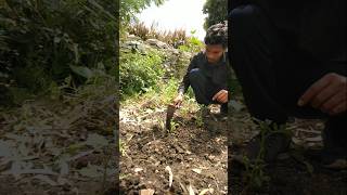 Irrigation towards weeding of potato plants nature farming potato shorts [upl. by Jacynth795]