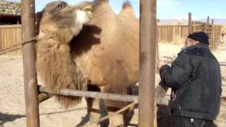 Wild Camel in captivityMPG [upl. by Kabab]