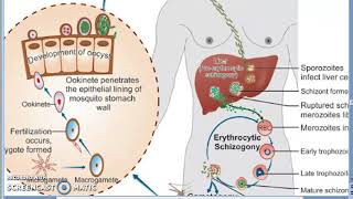 Parasitology 075 e Plasmodium Malaria Liver Schizogony Schizont RBC human trophozoite erypthrocyte [upl. by Eckhardt]