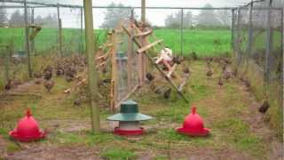 Open top Pheasant release pens [upl. by Arrim]