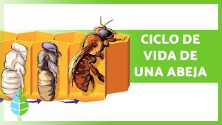 CICLO de VIDA de las ABEJAS 🐝 Reinas Obreras y Zánganos [upl. by Htepsle]