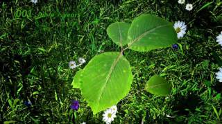 The growing tree  Time lapse Animation [upl. by Sikras]