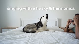 dog sings along with a harmonica [upl. by Eikciv]