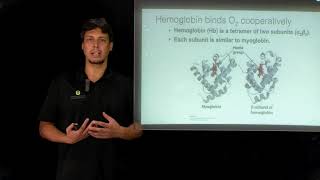 Topic 612  Myoglobin vs hemoglobin [upl. by Mears]